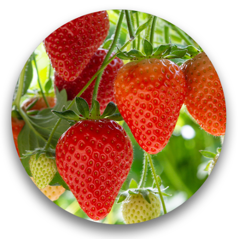 Round Image Strawberries