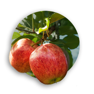 Pomefruit